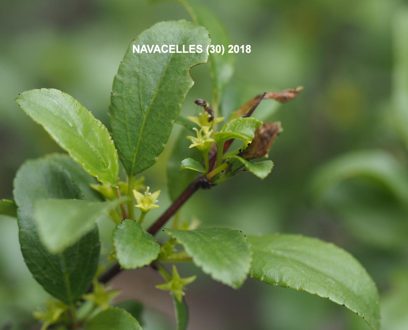 Privet, Evergreen flower